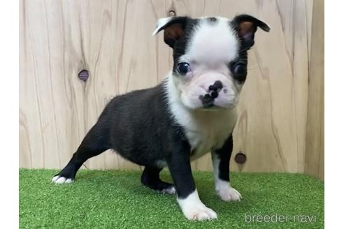成約済の愛知県のボストンテリア-190631