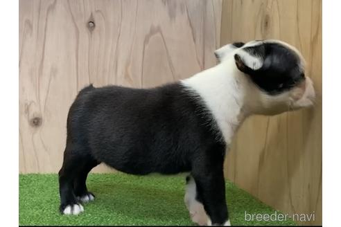 成約済の愛知県のボストンテリア-190631の3枚目