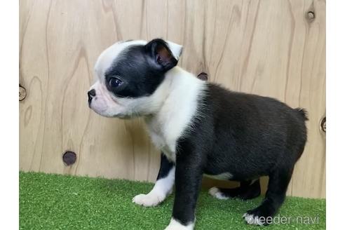 成約済の愛知県のボストンテリア-190631の2枚目