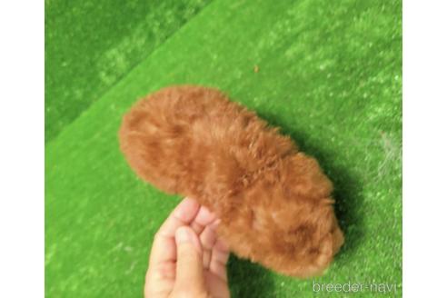 成約済の福岡県のティーカッププードル-192135の2枚目