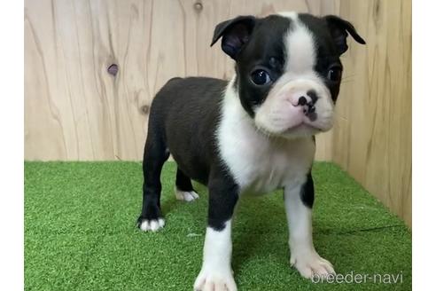 成約済の愛知県のボストンテリア-190642の1枚目