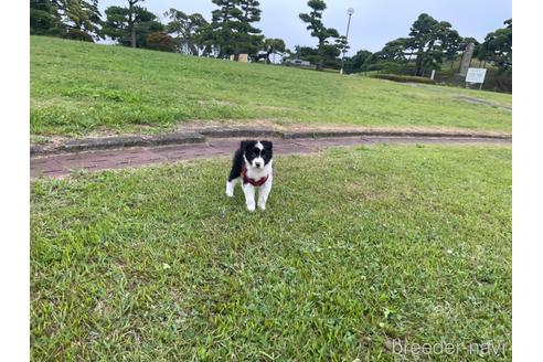 成約済の茨城県のボーダーコリー-192152の6枚目