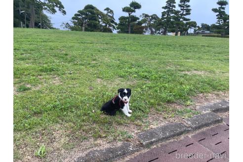 成約済の茨城県のボーダーコリー-192152の4枚目