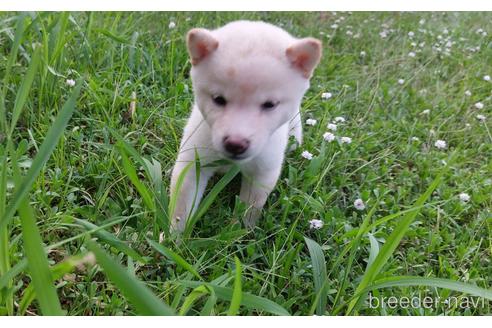 成約済の熊本県の柴犬-191713の2枚目