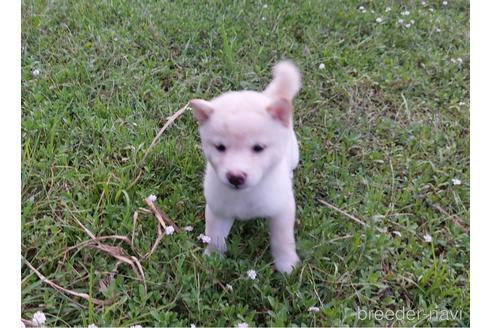 成約済の熊本県の柴犬-191713の1枚目