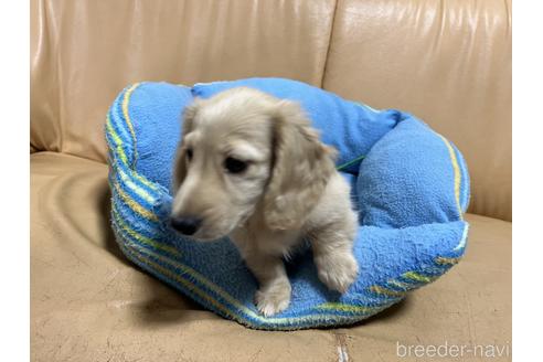 成約済の栃木県のミニチュアダックスフンド(ロングヘアード)-187902の2枚目