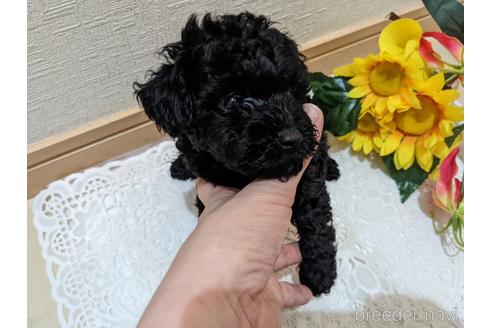 成約済の広島県のティーカッププードル-192165の53枚目