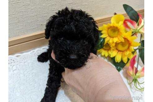 成約済の広島県のティーカッププードル-192165の52枚目