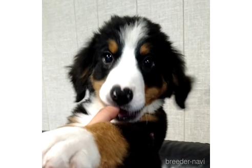 成約済の北海道のバーニーズマウンテンドッグ-189508