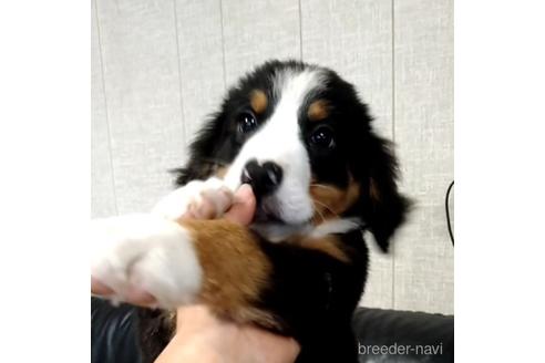 成約済の北海道のバーニーズマウンテンドッグ-189508の2枚目