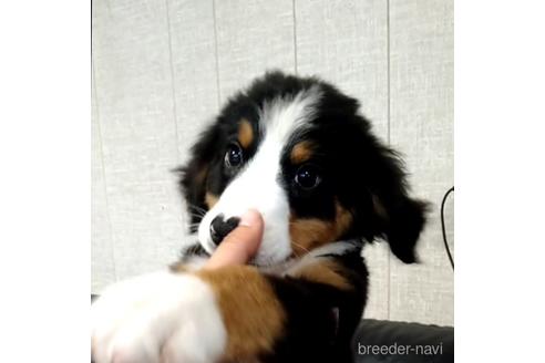 成約済の北海道のバーニーズマウンテンドッグ-189508の3枚目