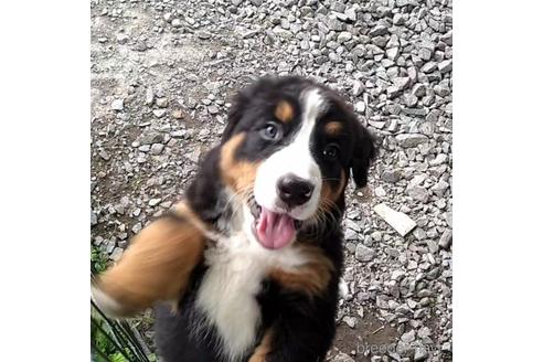 成約済の北海道のバーニーズマウンテンドッグ-189530