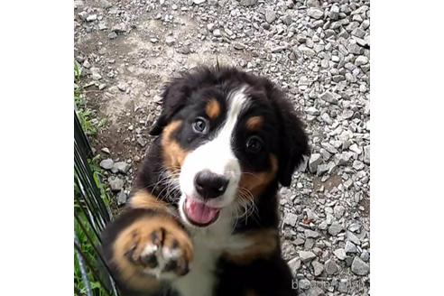 成約済の北海道のバーニーズマウンテンドッグ-189530の3枚目