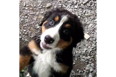 成約済の北海道のバーニーズマウンテンドッグ-189530の4枚目