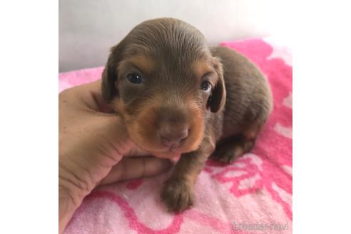 成約済の宮崎県のミニチュアダックスフンド(ロングヘアード)-192219の2枚目