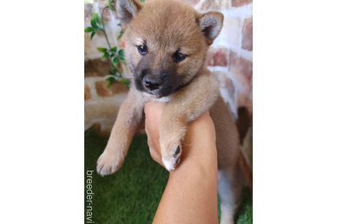 成約済の鹿児島県の柴犬-189497の3枚目
