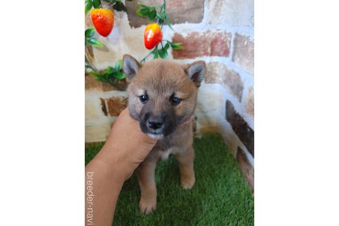 成約済の鹿児島県の柴犬-189497の2枚目
