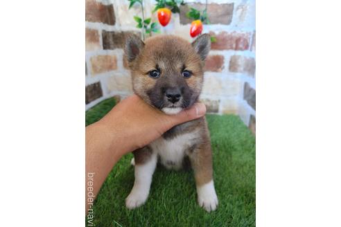 成約済の鹿児島県の柴犬-188809の1枚目