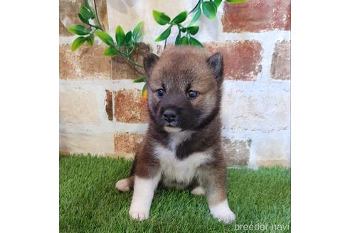 成約済の鹿児島県の柴犬-188809の3枚目