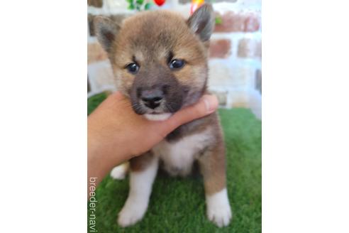 成約済の鹿児島県の柴犬-188809の2枚目