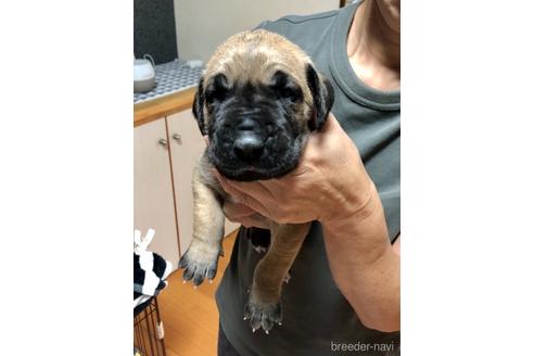 グレートデンの子犬を探す ブリーダーナビ
