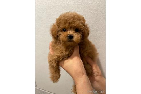 成約済の香川県のティーカッププードル-192249の1枚目