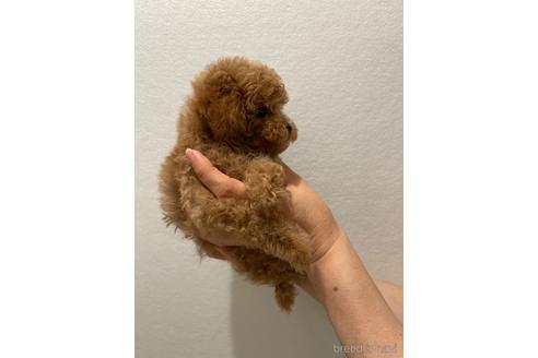 成約済の香川県のティーカッププードル-192249の2枚目