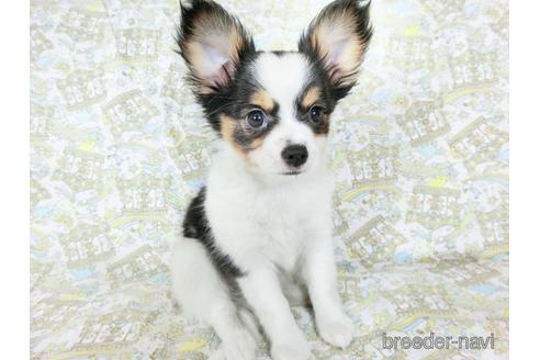 成約済の千葉県のミックス犬-186638の8枚目