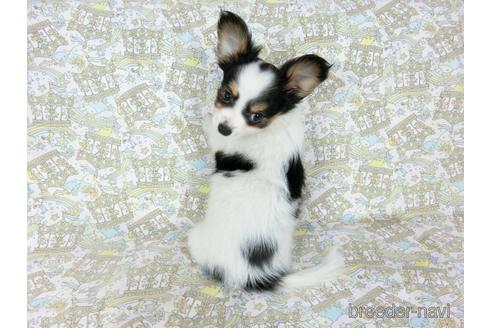 成約済の千葉県のミックス犬-186638の9枚目
