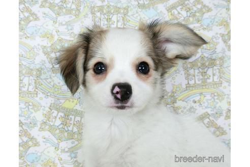 成約済の千葉県のミックス犬-186643の7枚目