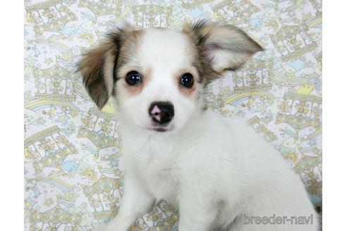 成約済の千葉県のミックス犬-186643の6枚目