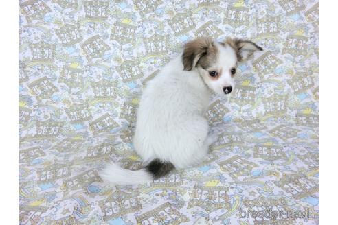 成約済の千葉県のミックス犬-186643の5枚目