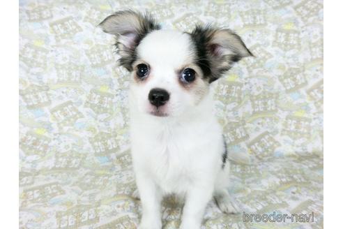 成約済の千葉県のミックス犬-186640の12枚目