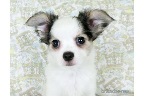 成約済の千葉県のミックス犬-186640の11枚目