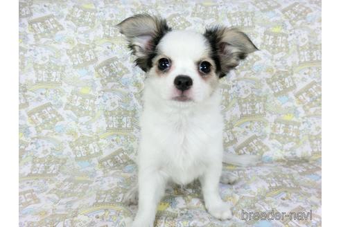 成約済の千葉県のミックス犬-186640の10枚目