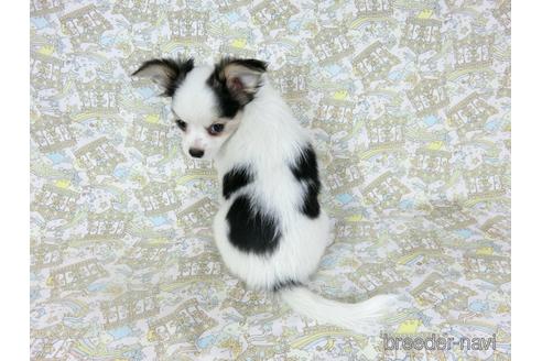 成約済の千葉県のミックス犬-186640の9枚目