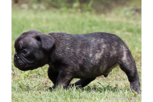 栃木県のフレンチブルドッグ 男の子 22 07 05生まれ タイガーブリンドル になる あまいマスクの男の子に素敵な出会いを 子犬id ブリーダーナビ