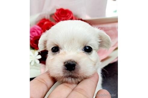 成約済の広島県のミックス犬-190056の1枚目