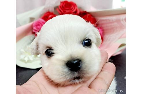 成約済の広島県のミックス犬-190053の1枚目