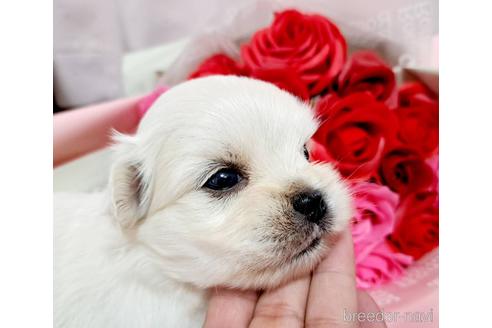 成約済の広島県のミックス犬-190053の2枚目