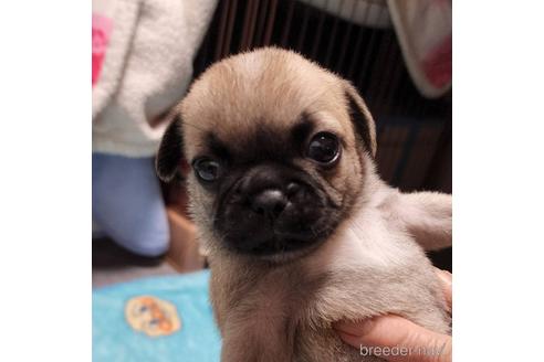 成約済の岡山県のミックス犬-190092の3枚目