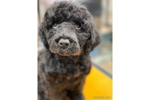 成約済の東京都のミックス犬-190366の24枚目