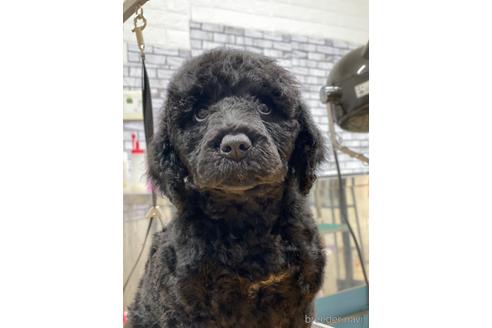 成約済の東京都のミックス犬-190366の23枚目