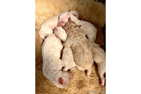 成約済の東京都のミックス犬-192324の58枚目