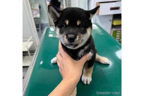 成約済の山梨県の柴犬-186870の1枚目