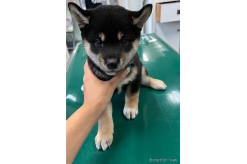 成約済の山梨県の柴犬-186870の2枚目