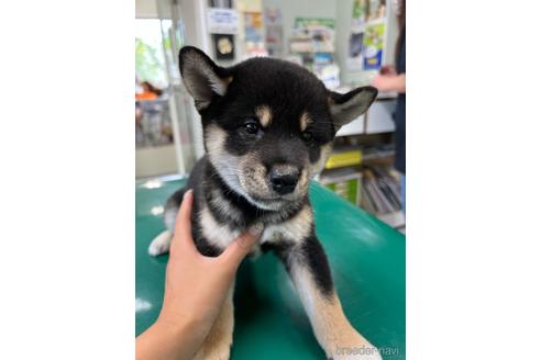 成約済の山梨県の柴犬-186870の3枚目