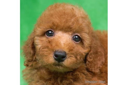 成約済の東京都のトイプードル-192385の2枚目