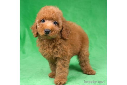 成約済の東京都のトイプードル-192385の3枚目