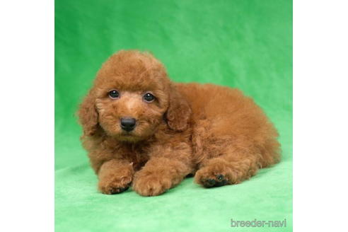 成約済の東京都のトイプードル-192385の4枚目